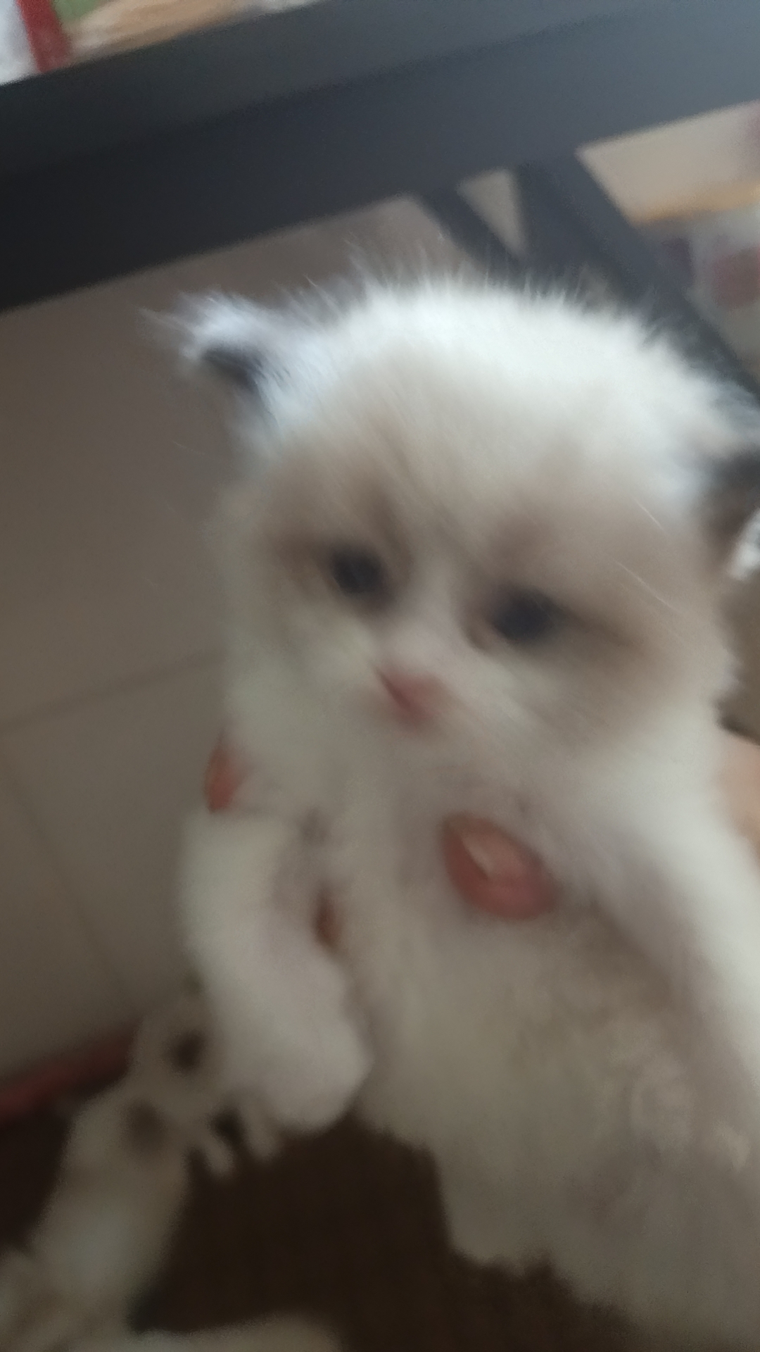 精品布偶猫咪找小主